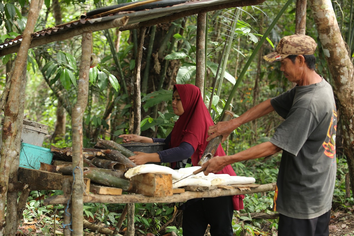 Continental rafforza l’impegno per la gomma naturale sostenibile in Borneo (Indonesia)